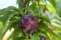 Fruit close-up on the branch are infected plum pox poty virus Royalty Free Stock Photo