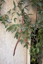 Dolichandra unguis-cati climber vine close up Royalty Free Stock Photo
