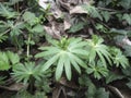 Eranthis hyemalis plants close up