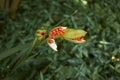 Fruit close up of Iris foetidissima