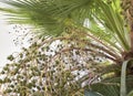 Washingtonia filifera close up