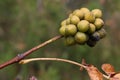 Fruit cluster of Amur Cork Tree, latin name Phellodendron amurense on branch tip