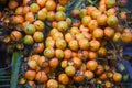 fruit cluster of Butia odorata Royalty Free Stock Photo