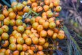 fruit cluster of Butia odorata Royalty Free Stock Photo