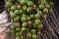fruit cluster of Butia odorata Royalty Free Stock Photo