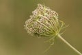 The fruit cluster of a Wild Carrot, Daucus carota, containing oval fruits with hooked spines growing in a meadow.