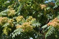 Fruit clusters among leaves of Ailanthus altissima