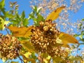 Physocarpus opulifolius fruit clusters in October