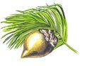 Fruit of a Coco de Mer