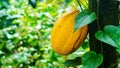 The fruit of the cocoa tree grows on the trunk in the wild. Close-up photo of yellow cocoa bean with copy space. Cacao tree in its