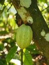 The fruit of the cocoa tree, the pod, on the island of Martinique