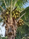 Fruit and coconut tree, Cocos nucifera.
