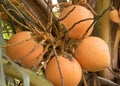 Fruit of coconut tree Royalty Free Stock Photo