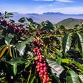 Fruit coffee in the manglayang mountain