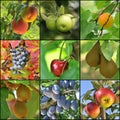 Fruit collage