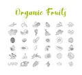 Fruit collection in flat hand drawn style, illustrations set Royalty Free Stock Photo