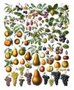 Fruit collection set of fruits or fresh vintage fruits decoration / Antique engraved illustration from from La Rousse XX Sciele