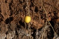 Fruit of a colocynth Citrullus colocynthis