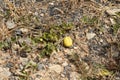 Fruit of a colocynth Citrullus colocynthis