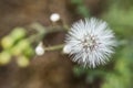 The fruit of the common groundsel close-up on the background of inflorescences Royalty Free Stock Photo