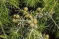 Fruit of common juniper (Juniperus communis). Royalty Free Stock Photo