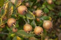 Fruit of Common medlar - Mespilus germanica Royalty Free Stock Photo