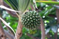 Fruit of a common screwpine, Pandanus utilis Royalty Free Stock Photo
