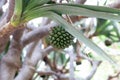 Fruit of a common screwpine, Pandanus utilis Royalty Free Stock Photo