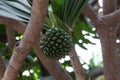 Fruit of a common screwpine, Pandanus utilis Royalty Free Stock Photo