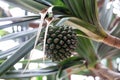 Fruit of a common screwpine, Pandanus utilis Royalty Free Stock Photo