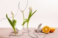 And fruit composition with tulips, orange Royalty Free Stock Photo