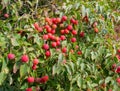 Fruit of the Cornus Kousa tree Royalty Free Stock Photo