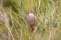 Fruit of Cricket ball hakea, woody peach in Proteaceae family gr