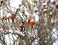 Fruit of dogrose at winter. Royalty Free Stock Photo