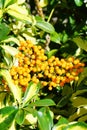 Fruit of Dwarf Schefflera, Arboricola Royalty Free Stock Photo