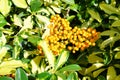 Fruit of Dwarf Schefflera, Arboricola Royalty Free Stock Photo