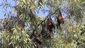 Fruit eating fruit bats Megachiroptera on tree in Amritsar,India