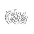 Fruit of Elder Elderberry or Sambucus Line Art Drawing Black and White