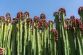 The fruit of endemic to the Canary Islands - Euphorbia canariensis.