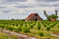 Fruit farm with baby trees in spring and old red barns Royalty Free Stock Photo