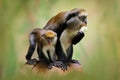 Fruit feeding family. Campbell's mona monkey or Campbell's guenon monkey, Cercopithecus campbelli, in nature habitat. Primate fr Royalty Free Stock Photo