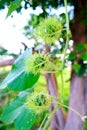 Fruit of fetid passionflower (passiflora foetida) or scarletfruit passionflower. Royalty Free Stock Photo