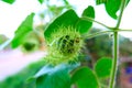 Fruit of fetid passionflower (passiflora foetida) or scarletfruit passionflower. Royalty Free Stock Photo