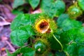 Fruit of fetid passionflower (passiflora foetida) or scarletfruit passionflower, wild maracuja, bush passion fruit Royalty Free Stock Photo