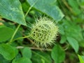 Fruit of Fetid passionflower (Passiflora foetida) or Scarletfruit passionflower, wild maracuja, bush passion fruit, Royalty Free Stock Photo