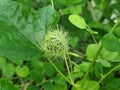 Fruit of Fetid passionflower (Passiflora foetida) or Scarletfruit passionflower, wild maracuja, bush passion fruit, Royalty Free Stock Photo