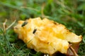 Fruit flies on a discarded apple