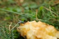 Fruit flies on a discarded apple