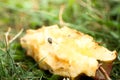 Fruit flies on a discarded apple