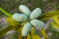 Fruit of the florida pawpaw - asimina obovata - growing on a tree in backyard dry Sandhill scrub habitat. small deciduous tree pro Royalty Free Stock Photo